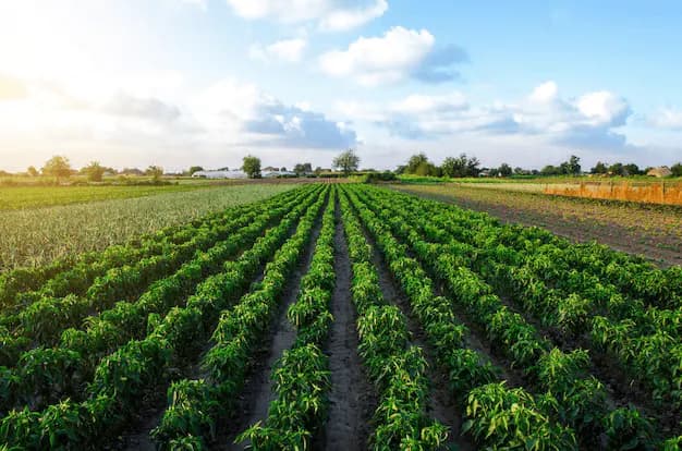 A cultivated chili pepper field with neat rows